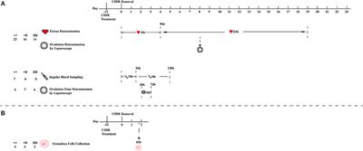 Effects of FecB Mutation on Estrus, Ovulation, and Endocrine Characteristics in Small Tail Han Sheep